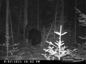 Big bear with big paw