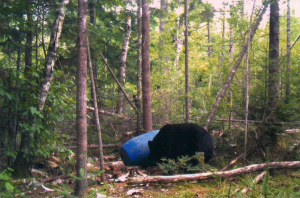 Bear Sniffing Bait