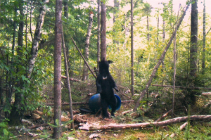 Bear Standing