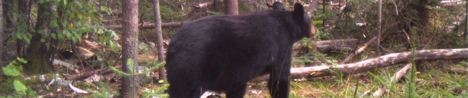 Bear walking near bait