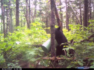 Bear near bait 2