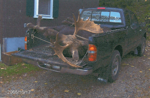 Moose in Truck